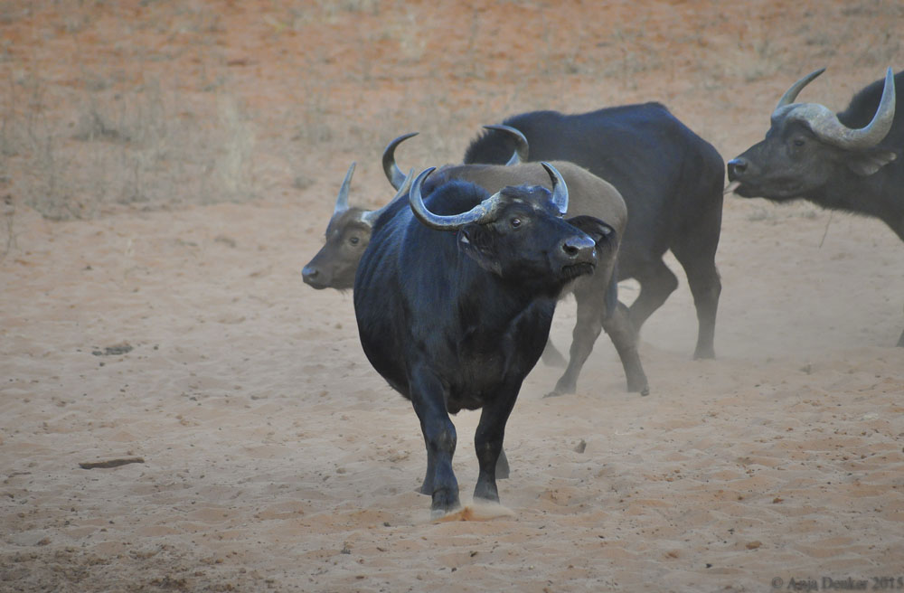 Buffalo  - Waterberg plateau(Anja Denker)
